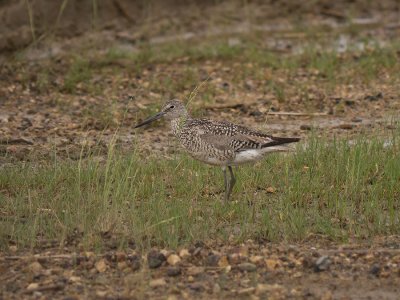 Willet