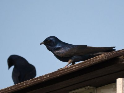 Purple Martin