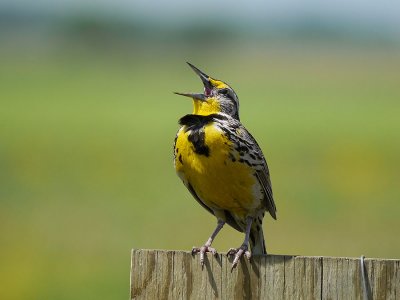Western Meadowlark