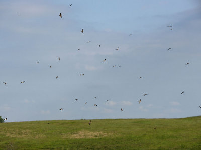 Swallows over field in North Dakota