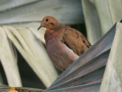 Zenaida Dove