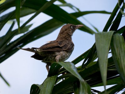 Pearly-eyed Thrasher