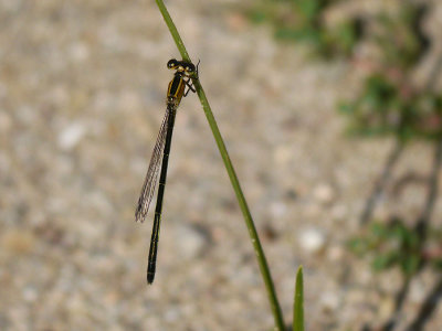 Rambur's Forktail (female)