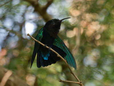Purple-throated Carib