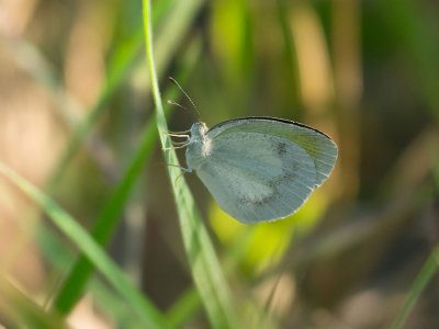 Barred Yellow