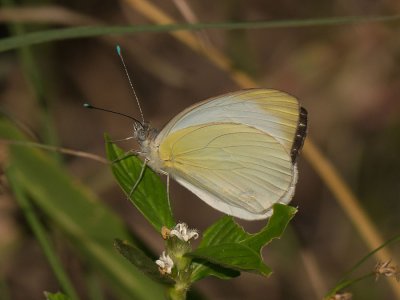 Big Southern White