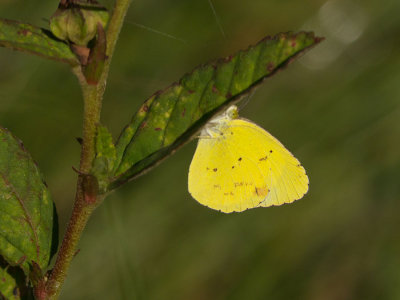 Little Yellow