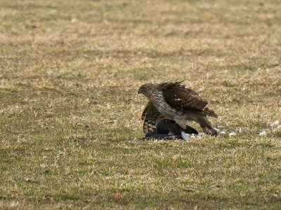 Sharp-shinned Hawk