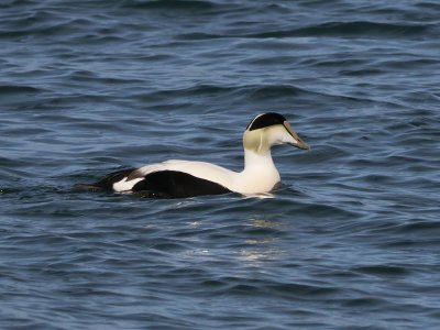 Common Eider