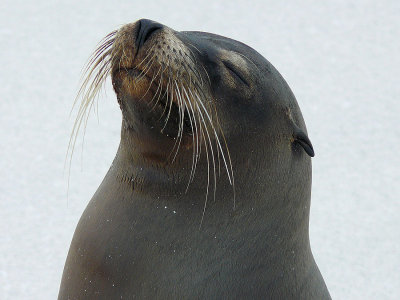 Galapagos Seals