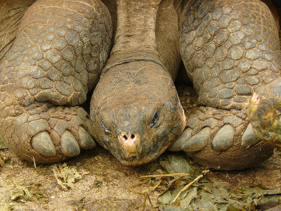 Galapagos Tortoise - Lonesome George RIP 6/24/12