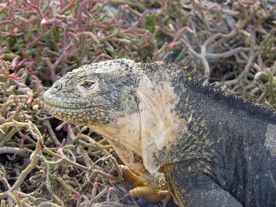 Galapagos Iguanas/Lizards
