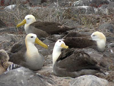 Galapagos Birds