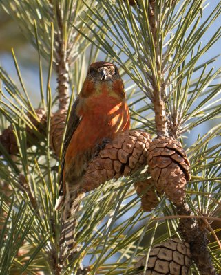 Red Crossbill