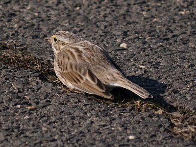 Ipswich Sparrow