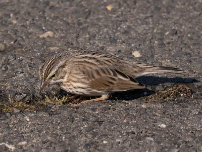 Ipswich Sparrow