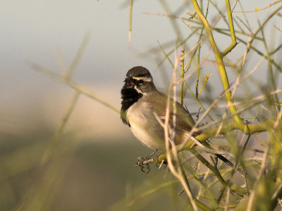 Black-throated Sparrow