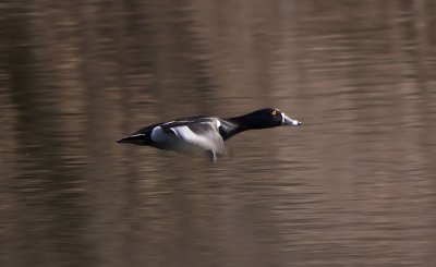 Ring-necked Rocket