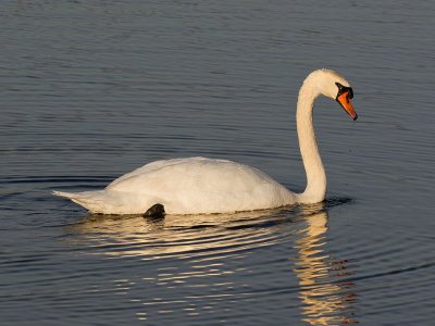 Mute Swan