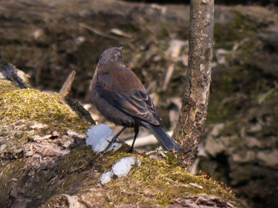 Rusty Blackbird