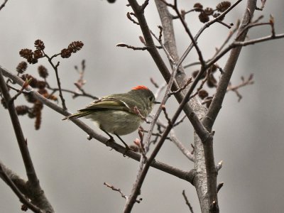 P1060066b.jpg