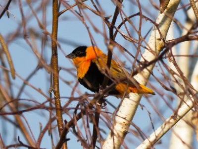 Orange Bishop 