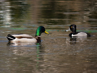 Mr. Mallard, meet Mr. Ringneck