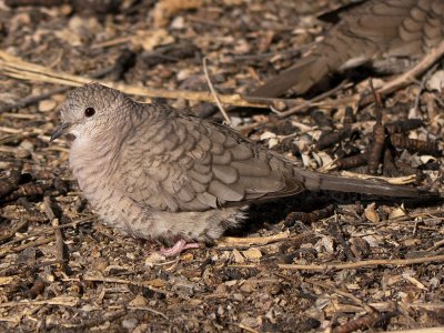 Inca Dove