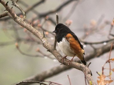 Eastern Towhee