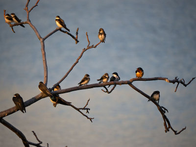 Bank, Tree and Barn Swallows