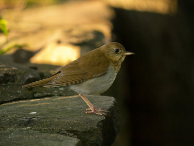 Veery