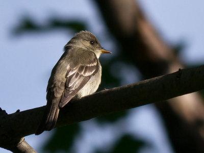 Eastern Wood Pewee