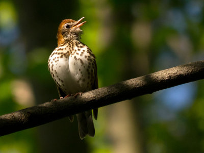 Wood Thrush