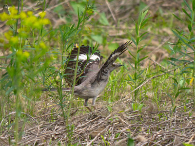 Northern Mockingbird doing a mating display