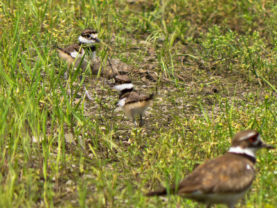 Killdeer with chicks