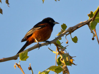 Orchard Oriole