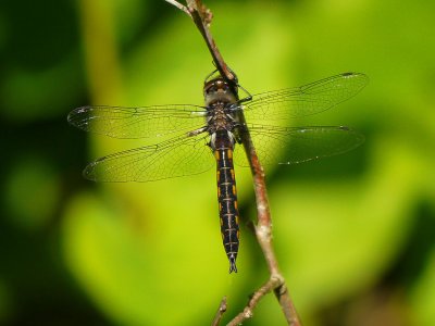 Common Baskettail