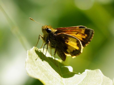 Hobomok Skipper