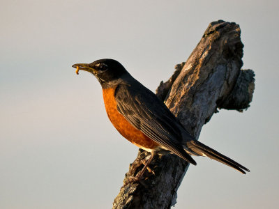 American Robin