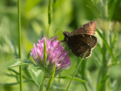 Northern Cloudywing