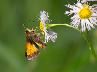 Hobomok Skipper