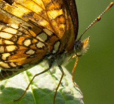 Harris Checkerspot