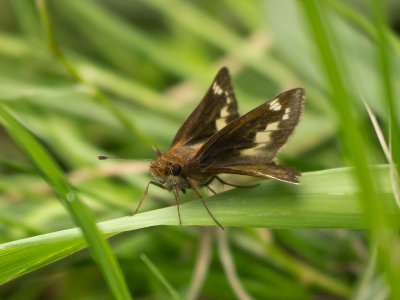 P1080990a.jpg