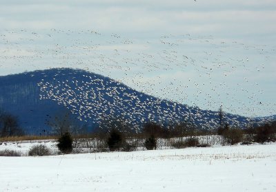 Snow Geese