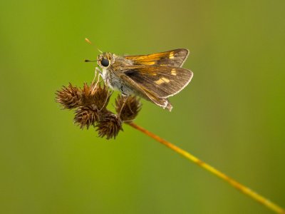 Crossline Skipper