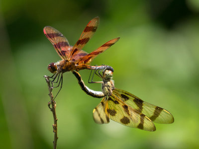 Dragonflies and Damselflies