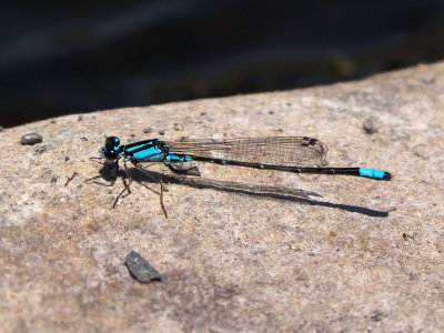 Skimming Bluet