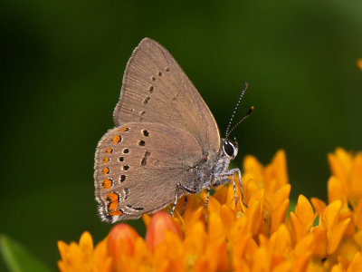 Coral Hairstreak