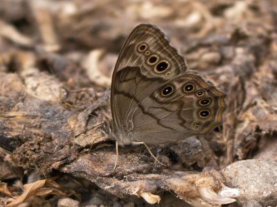 Northern Pearly Eye