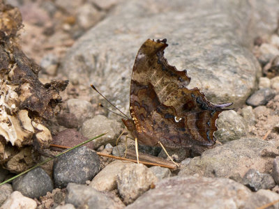 P1260027a.jpg